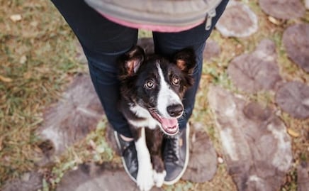 Descubre el significado espiritual de que aparezca un animal en tu casa