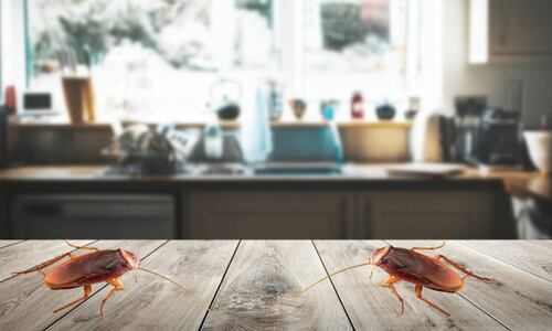 Súper cucaracha alemana invade México; cómo identificarlas y en qué zonas están