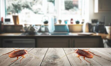 Súper cucaracha alemana invade México; cómo identificarlas y en qué zonas están