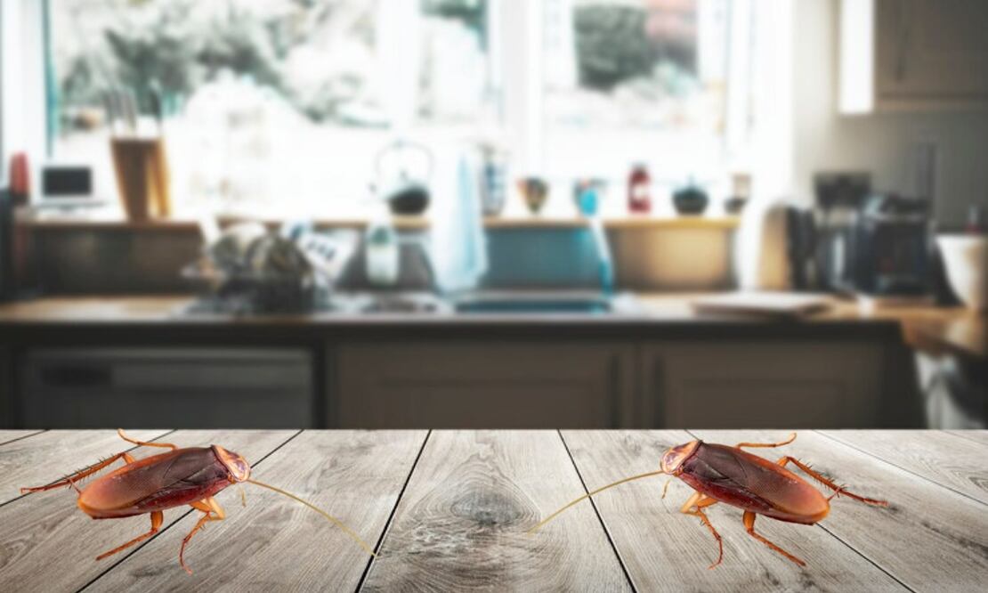 Llega a México la súper cucaracha alemana una peligrosa plaga | Foto: Producción El Universal