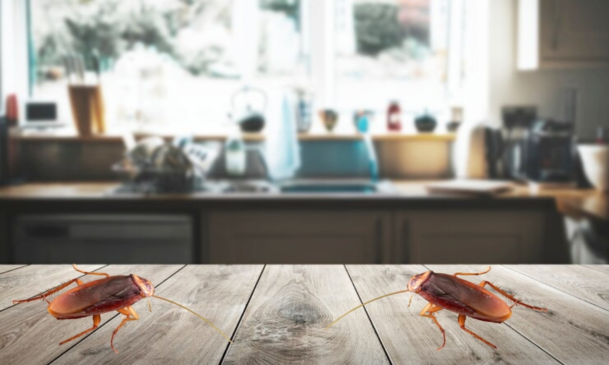 Llega a México la súper cucaracha alemana una peligrosa plaga | Foto: Producción El Universal