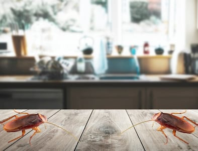 Súper cucaracha alemana invade México; cómo identificarlas y en qué zonas están