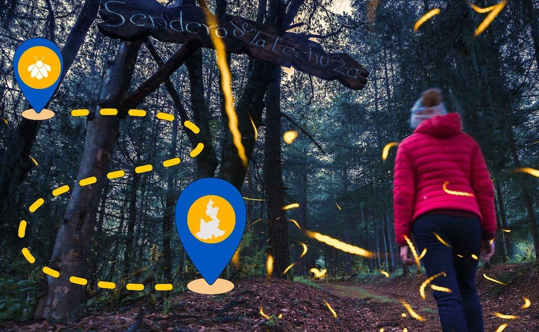 En este santuario verás a una especie de luciérnagas única en el mundo | Foto: Facebook Santuario De Las Luciérnagas Canto del Bosque, Nanacamilpa, Tlaxcala. / Canva