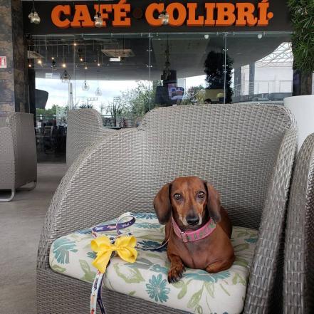 Restaurantes petfriendly en Puebla. Conócelos