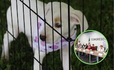 Avalan suprimir el Instituto de Bienestar Animal y transferir atribuciones a SEDIF