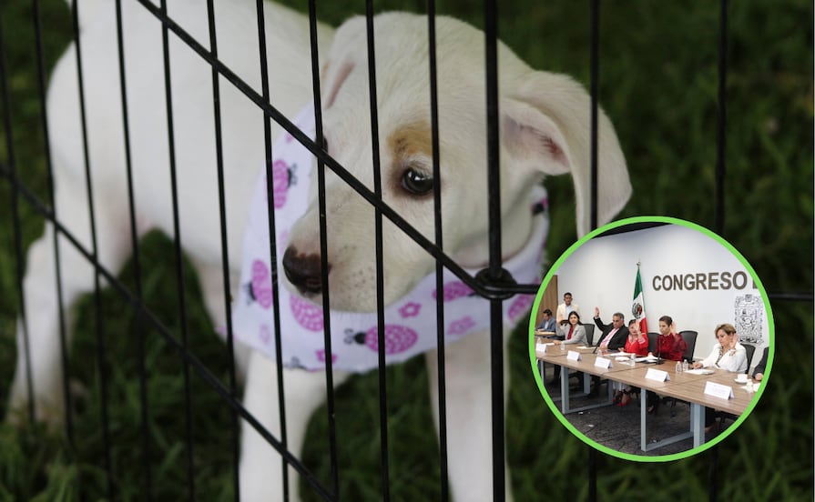 Avalan suprimir el Instituto de Bienestar Animal y transferir atribuciones a SEDIF