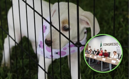 Avalan suprimir el Instituto de Bienestar Animal y transferir atribuciones a SEDIF