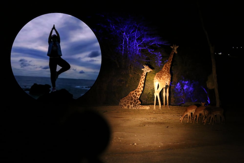 Moonlight Yoga en Africam Safari será una de las experiencias más atractivas para cerrar el año | Foto: Freepik / Africam Safari
