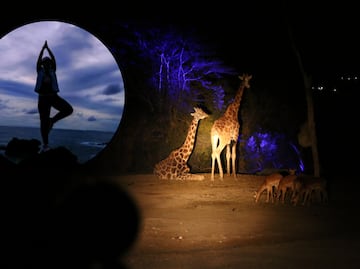 Así es la experiencia de yoga bajo la luna en Africam Safari