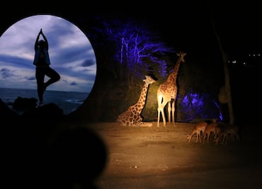 Así es la experiencia de yoga bajo la luna en Africam Safari