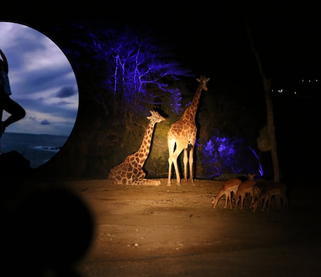 Así es la experiencia de yoga bajo la luna en Africam Safari