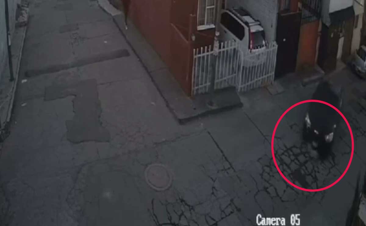 Automovilista embiste a lomito de forma intencional en Caleras