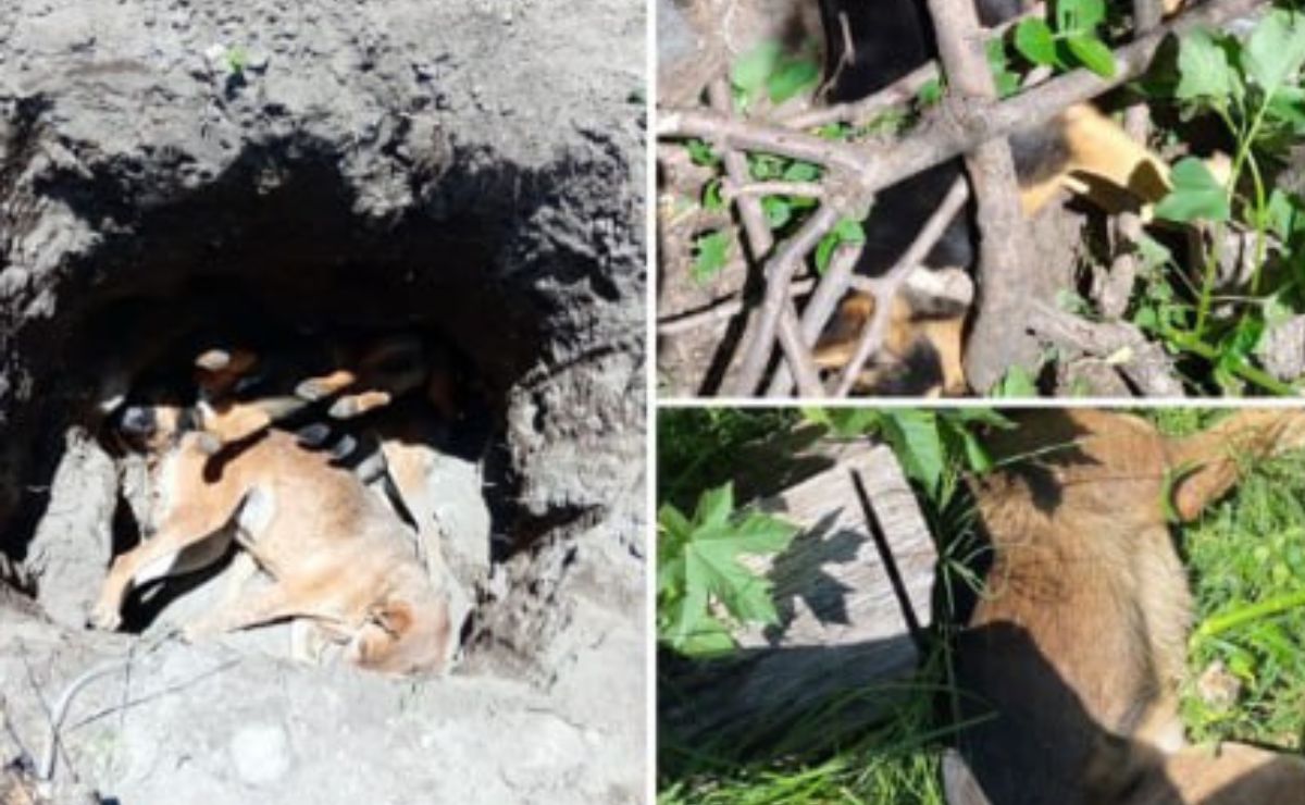 Reportan envenenamiento masivo de mascotas en Atlixco