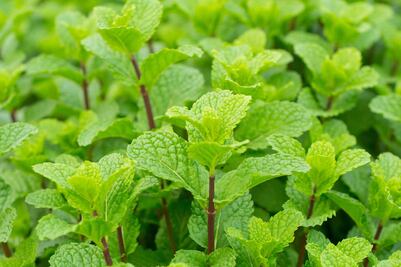 ¿Cómo evitar que la hierbabuena se seque? Estos son los tips de los especialistas