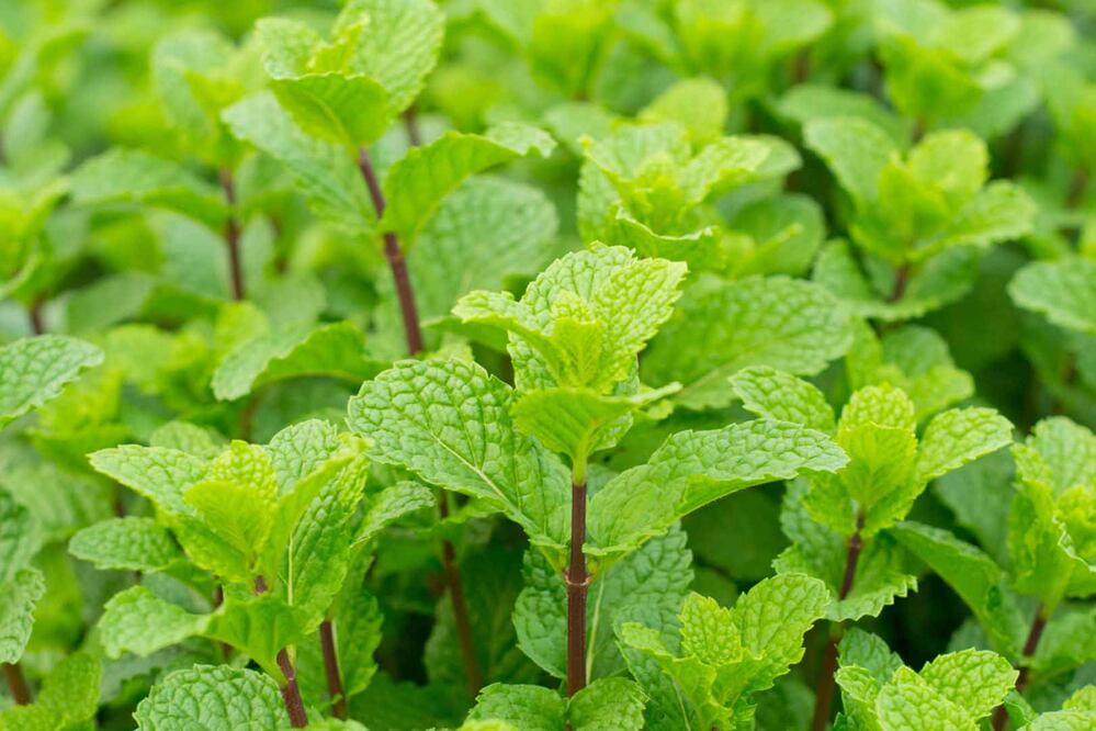 La hierbabuena prefiere tener humedad constante pero sin encharcamiento, y muestra una tolerancia moderada a la sequía.
Foto: Producción El Universal Puebla