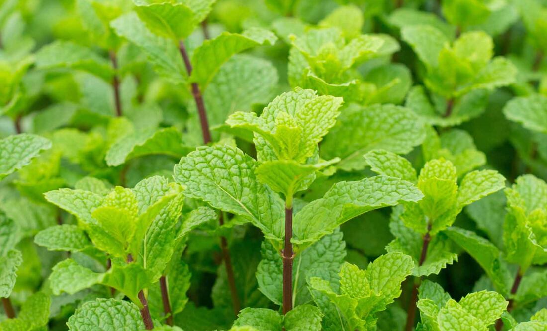 La hierbabuena prefiere tener humedad constante pero sin encharcamiento, y muestra una tolerancia moderada a la sequía.
Foto: Producción El Universal Puebla