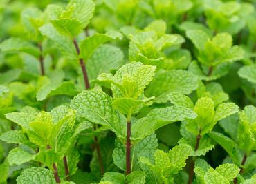¿Cómo evitar que la hierbabuena se seque? Estos son los tips de los especialistas