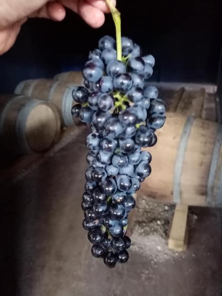 Hecho en Puebla. El vino poblano se abre fronteras pese al abandono del gobierno