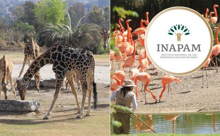 Este es el descuento en Africam Safari con la credencial INAPAM