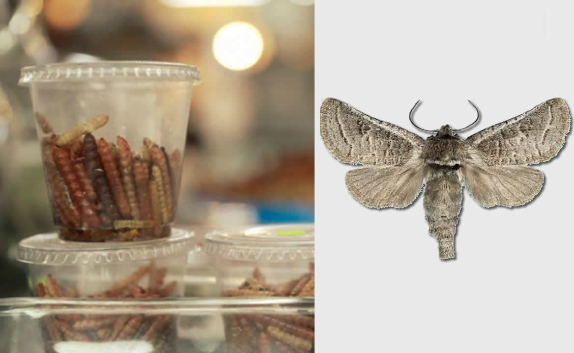 Chinicuiles. Los gusanos comestibles del agave que se convierten en polillas