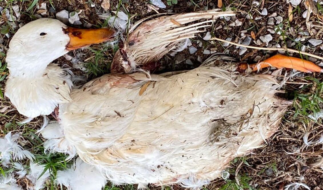 Imagen: Redes sociales