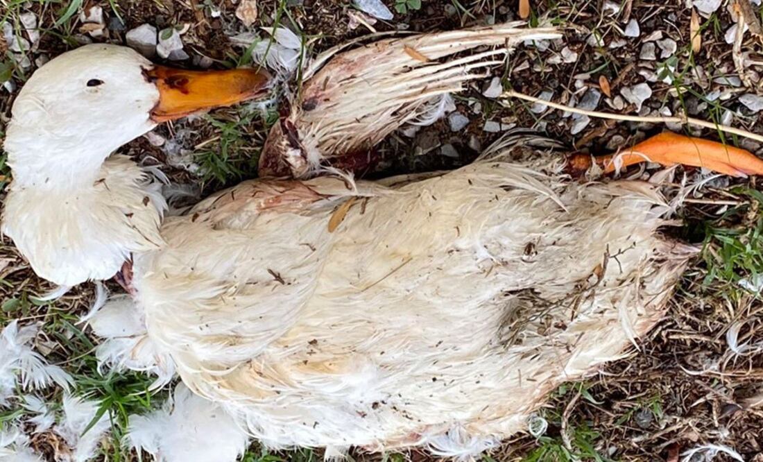 Imagen: Redes sociales