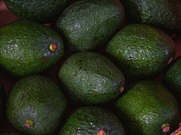 ¿Cuántos tipos de aguacate existen?