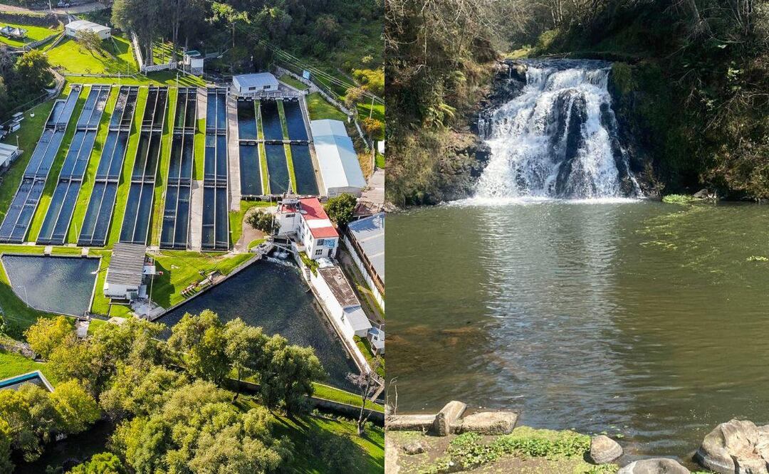 Vive una experiencia inolvidable en estos criaderos de trucha | Foto: Facebook Granja Piscícola Xouilin / Facebook Centro Campestre Las Truchas