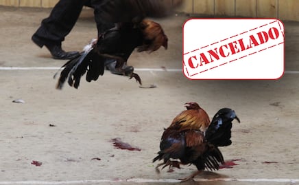 Bienestar Animal suspende pelea de gallos en Ahuatempan 