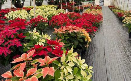 Venta de flor de nochebuena repunta en Atlixco