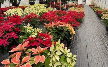 Venta de flor de nochebuena repunta en Atlixco