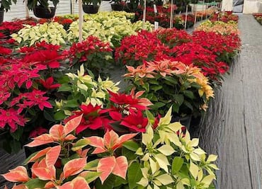 Venta de flor de nochebuena repunta en Atlixco