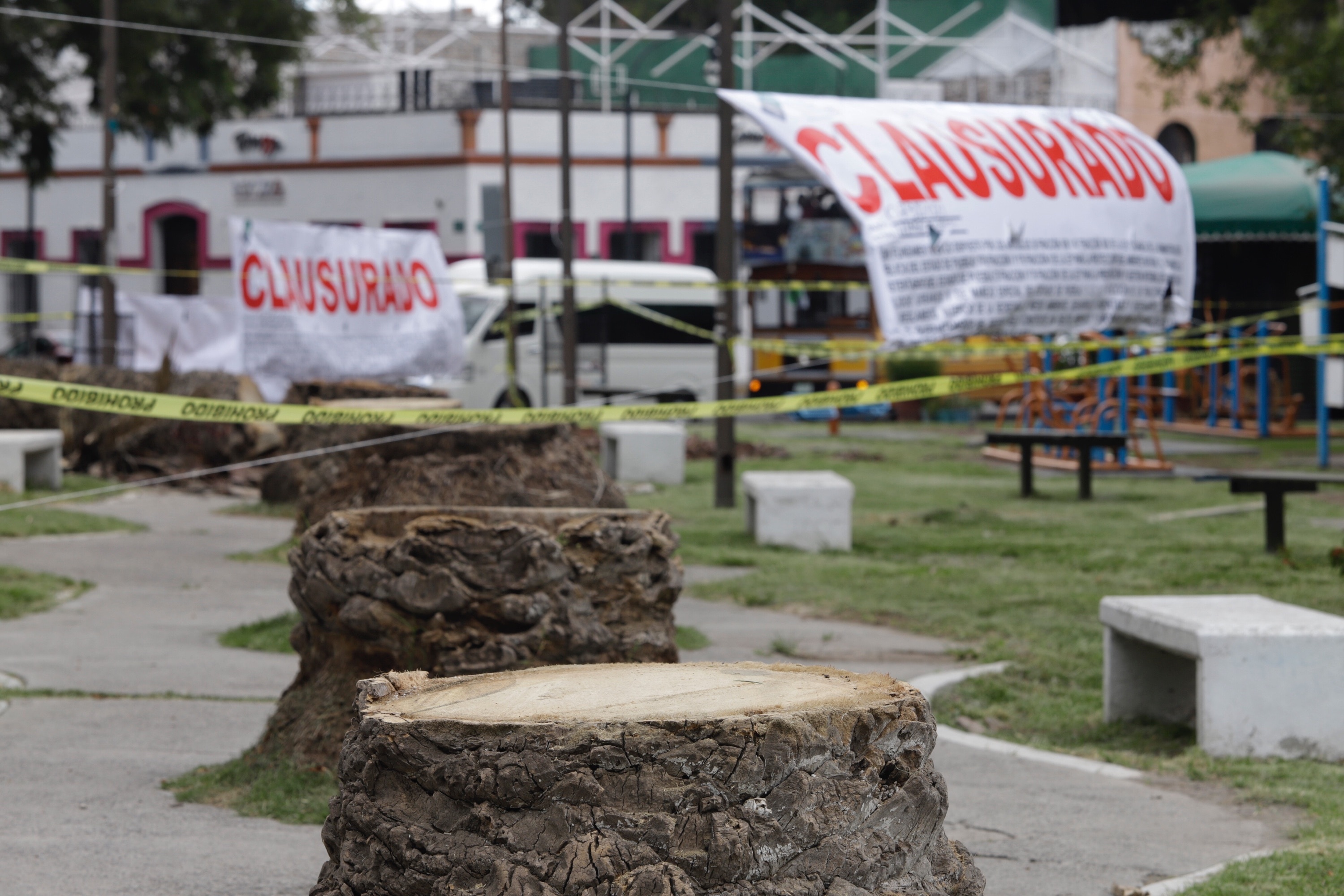 Pide PVEM estudio de impacto ambiental por derribo de palmeras