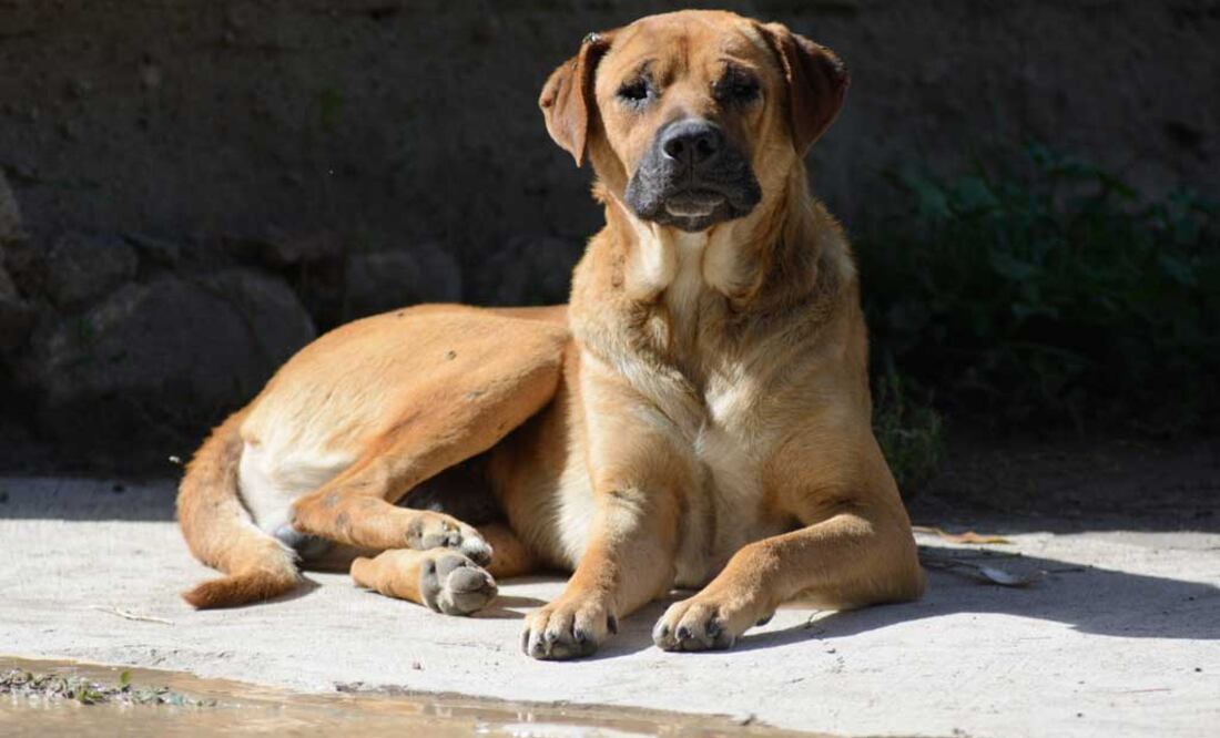 Archivo | Foto: Agencia Es Imagen para El Universal Puebla