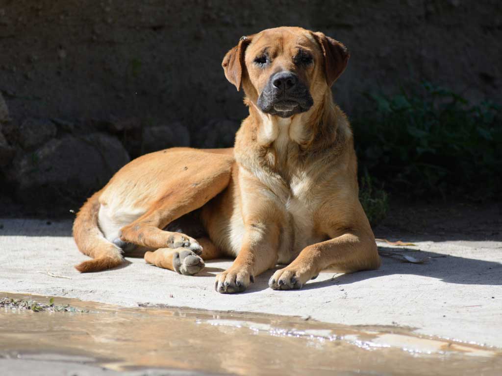 Perrito resguarda a indigente mientras sufría convulsión en la México 68