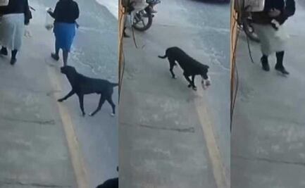 Graban en acción al perro roba-cemitas