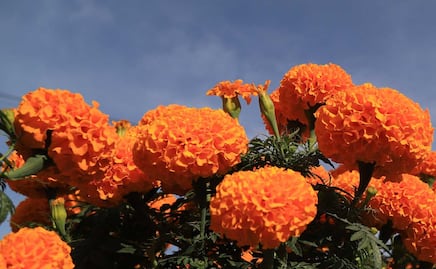 Flor de cempasúchil: 4 comidas que no sabías que existían