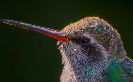 Día Mundial de los Animales: por qué se conmemora este 4 de octubre