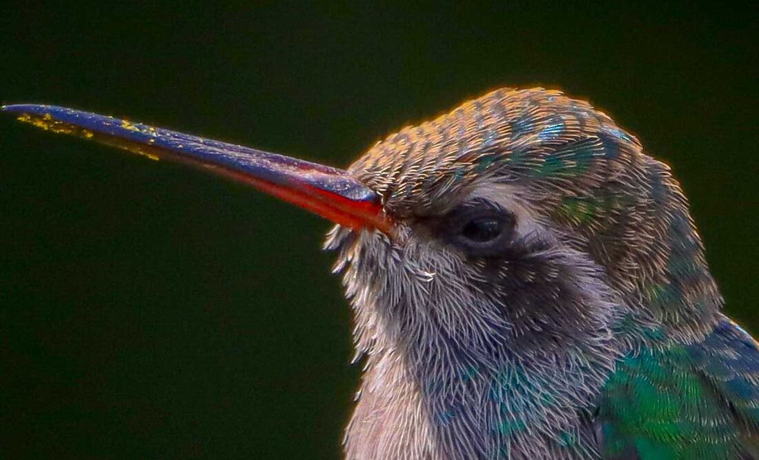 Foto: Agencia Es Imagen para El Universal Puebla