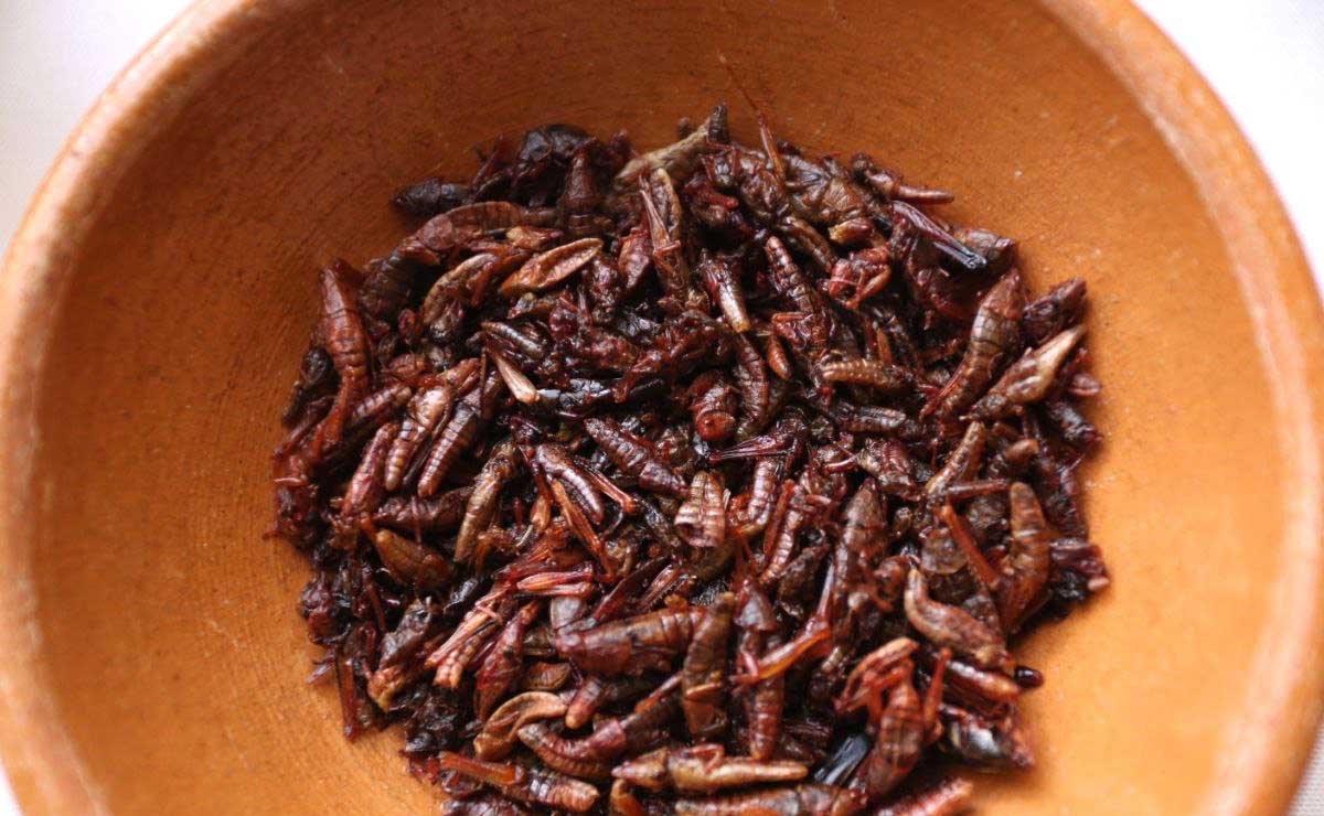 Los insectos forman parte de la gastronomía milenaria y ahora se está retomando | Foto: Agencia Es Imagen para El Universal Puebla