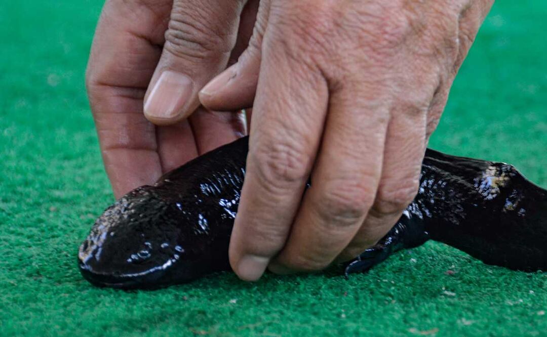 El ajolote mexicano es tan especial que tiene su día y esta es una de las leyendas más increíbles sobre él | Foto: Agencia Es Imagen para El Universal
