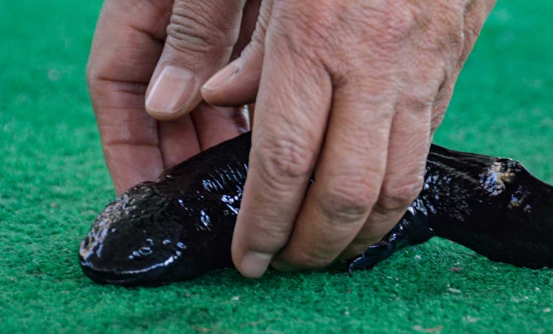 El ajolote mexicano es tan especial que tiene su día y esta es una de las leyendas más increíbles sobre él | Foto: Agencia Es Imagen para El Universal