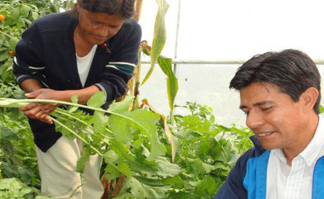 Estudio de la BUAP revela que el amaranto aporta más proteína que el maíz, trigo y arroz