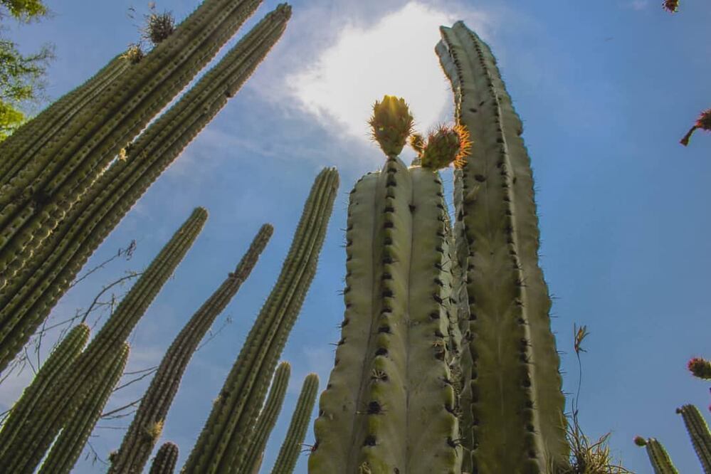 El municipio de Santiago Miahuatlán es una zona semiárida propicia para la práctica del senderismo | Foto: EsImagen