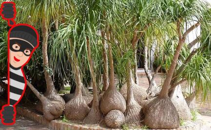 Así opera el tráfico ilegal de la pata de elefante en Puebla, una especie en peligro de extinción