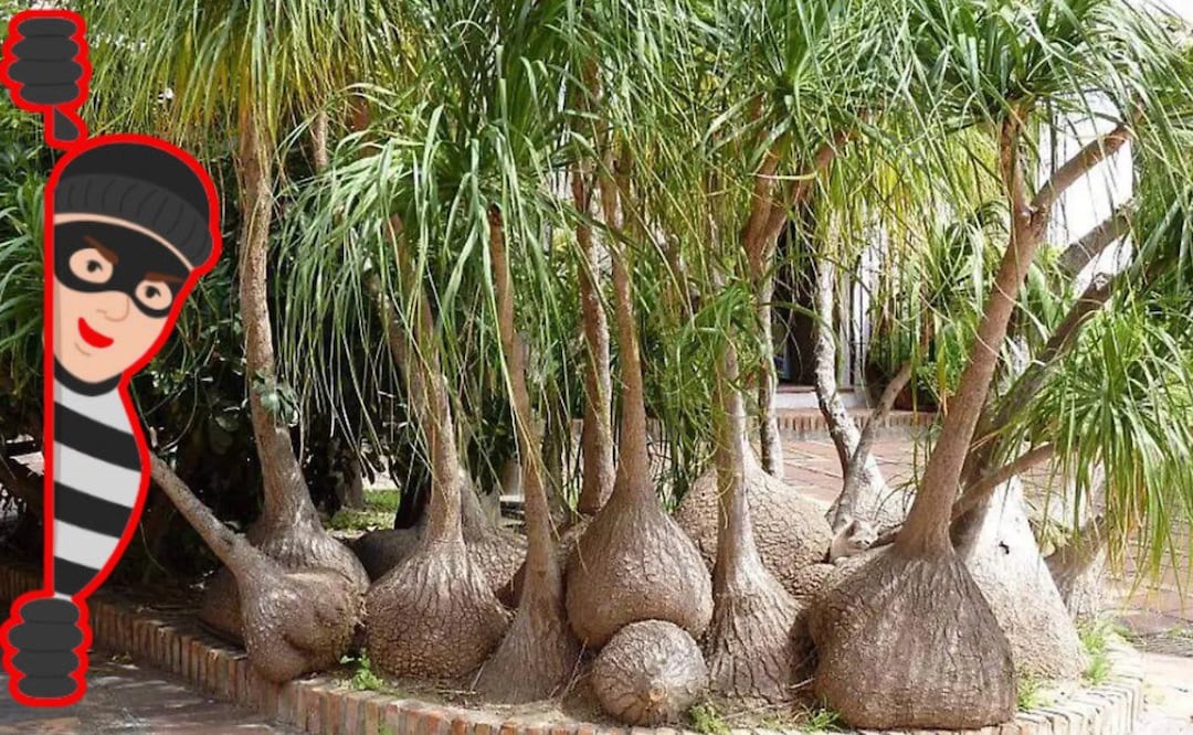 Cuidado si compras una pata de elefante de manera ilegal | Foto: Floryplant/iStock