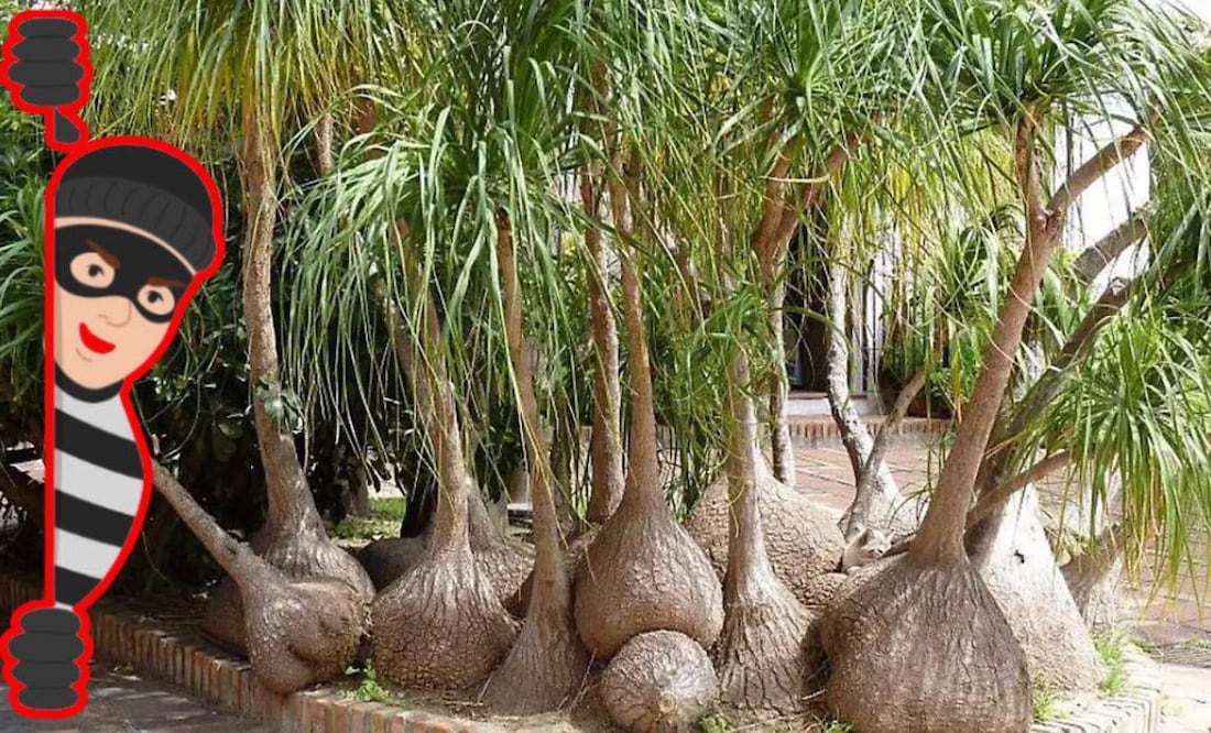 Cuidado si compras una pata de elefante de manera ilegal | Foto: Floryplant/iStock