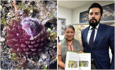 Investigadores BUAP descubren nueva especie de planta carnívora