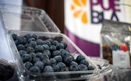 TEMPORADA DE BLUEBERRY