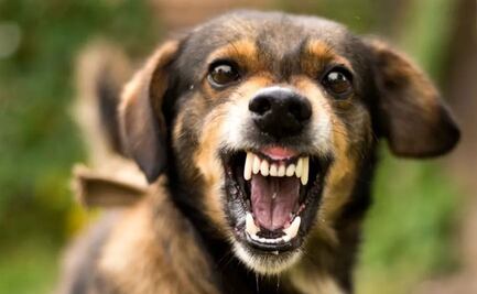 VIDEO. Perros atacan a mujer en parque de Chapulco; vecinos acusan a dueño irresponsable